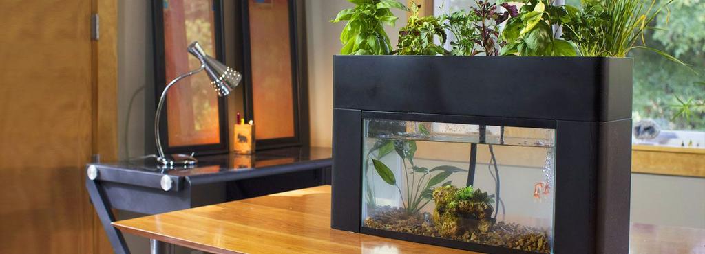 Aquarium on table
